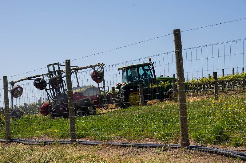 Near Chapel Hill Wines, Mclaren Vale IMGP7456.jpg